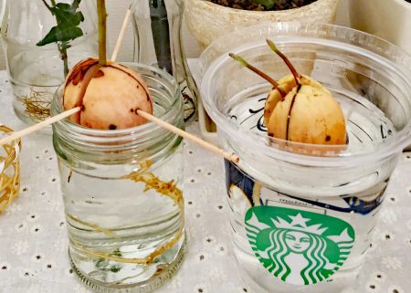 アボカドの苗が育っています