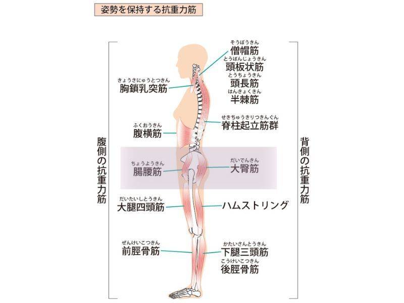 反り腰」を改善するために必要！知っておくべきキーワード「下位交差症候群」とは？安部元隆