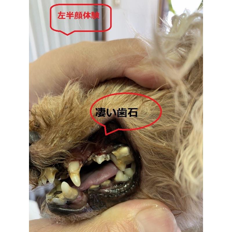 犬歯の色が濃いのはなぜ？名古屋ホワイトニングサロン栄本店格安３回4,980円歯のホワイトニング専門店