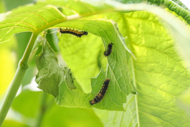 マダニに刺されたら？マダニの大きさから症状・マダニ対策について解説ひまわり医院 内科・皮膚科
