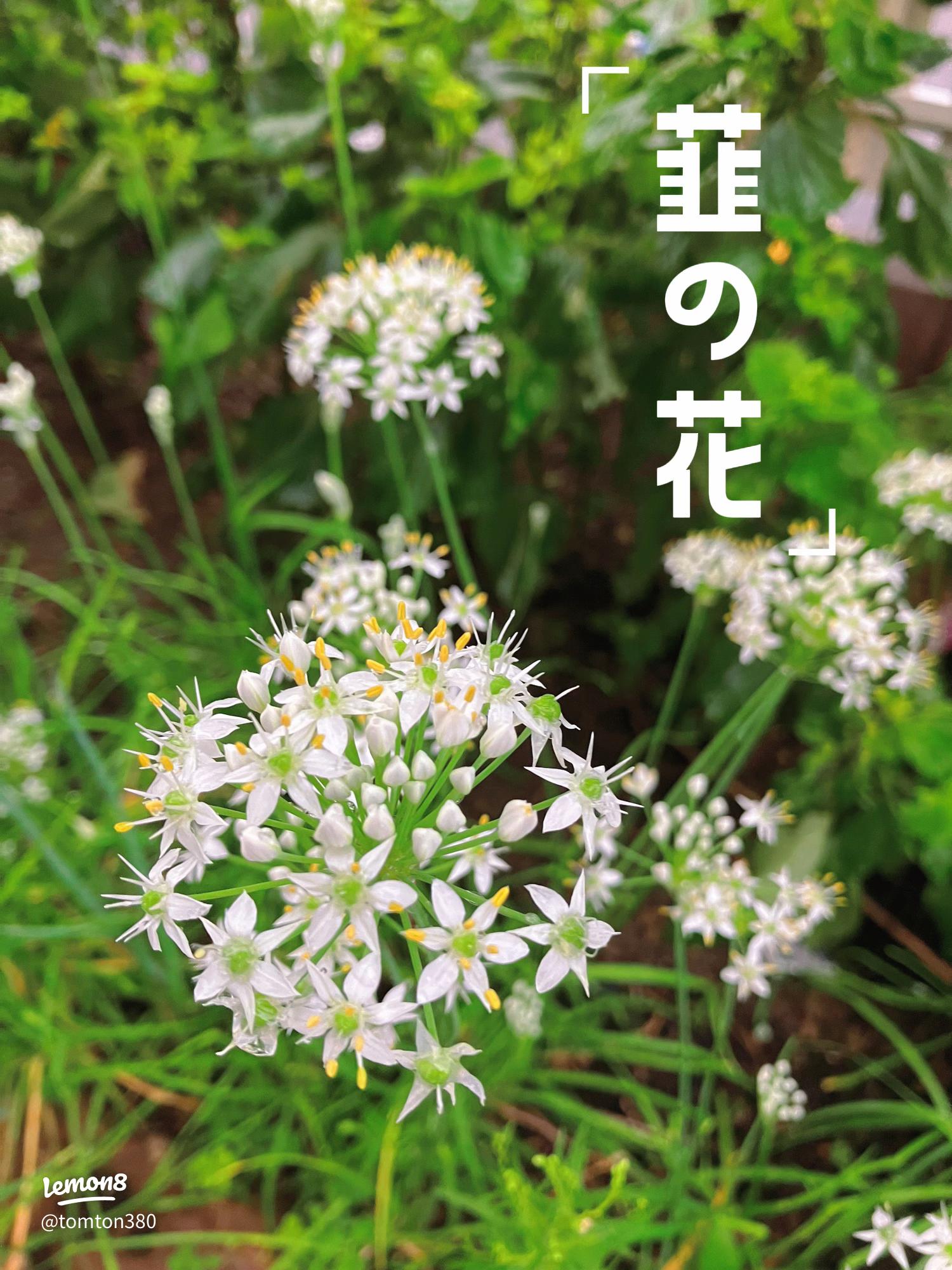 旬もの！ニラの芽のお浸し☆