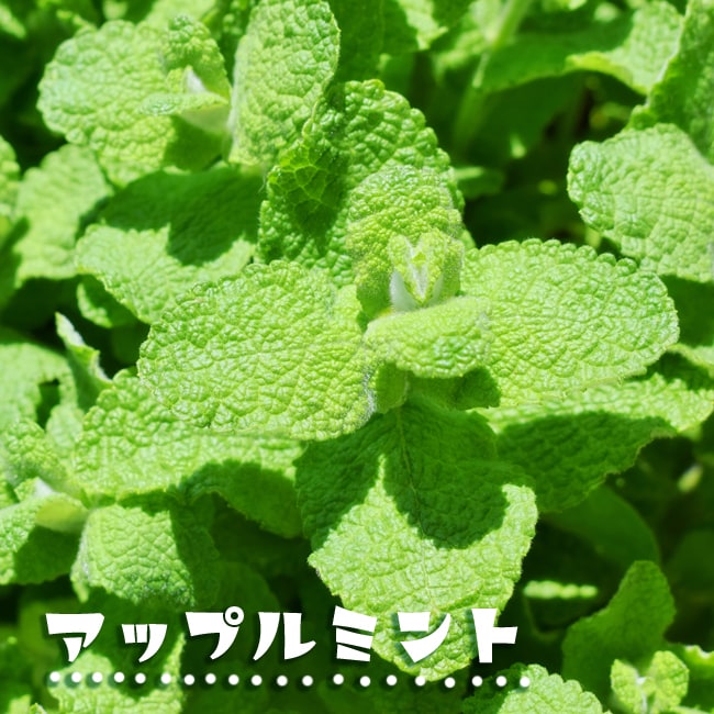 アップルミント - 聖新陶芸株式会社栽培キットの企画・製造・販売