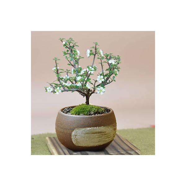 シロシタンの育て方 – By Emotion