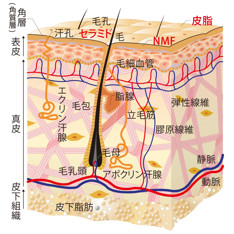 花王スキンケアナビ表皮の構造と働き