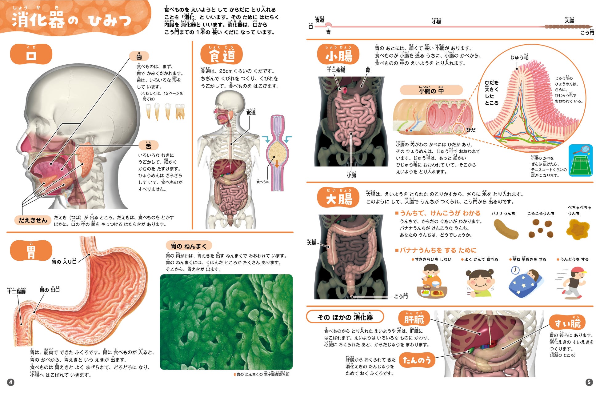 人体のとらえ方① 骨と筋肉 ～8頭身編～いちあっぷ