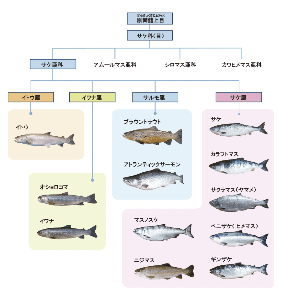 魚へん漢字クイズ：魚種＋サカナの部位名も 『鱧』は中国ではライギョ？2019年9月7日- エキサイトニュース
