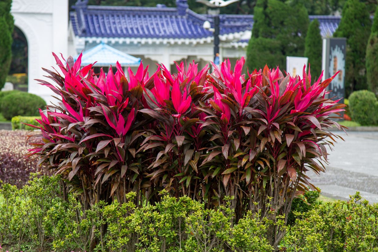 コルディリネアイチアカの挿し木そだレポ 栽培レポート byニッタノタマみんなの趣味の園芸