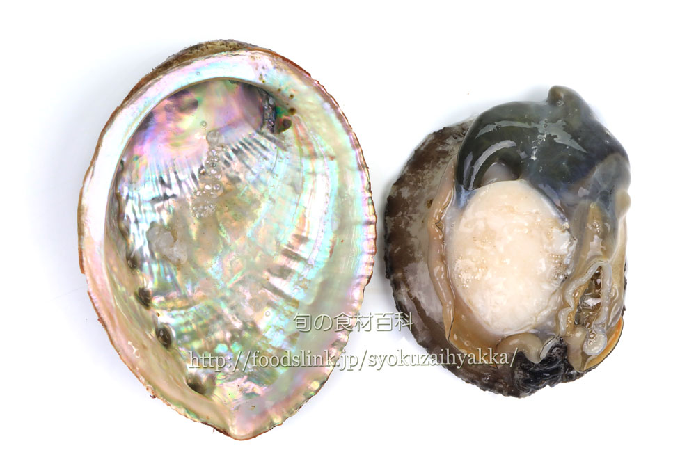 アワビの天然物・養殖物の見分け方 「殻の色」を見れば一目瞭然？TSURINEWS