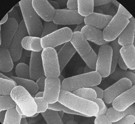 伝えたい！ヤクルトの力！『乳酸菌 シロタ株』の効果効能を改めて学ぼう。フレッセイジャーナル