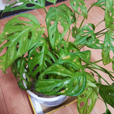 葉が茶色になった観葉植物の写真素材107574294- PIXTA