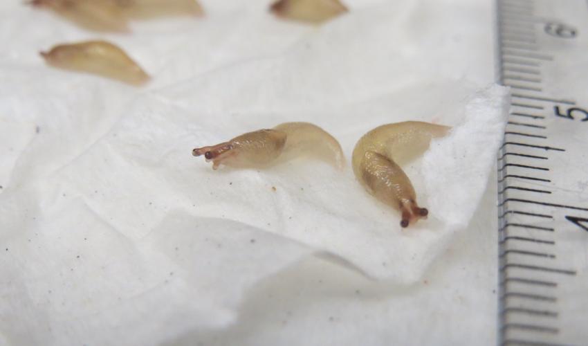 マダラコウラナメクジ萌萌虫雑記帳