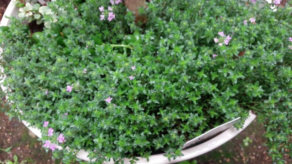 クリーピングタイムの特徴と育て方 デメリットとグランドカバーに良い理由とは？植物があると