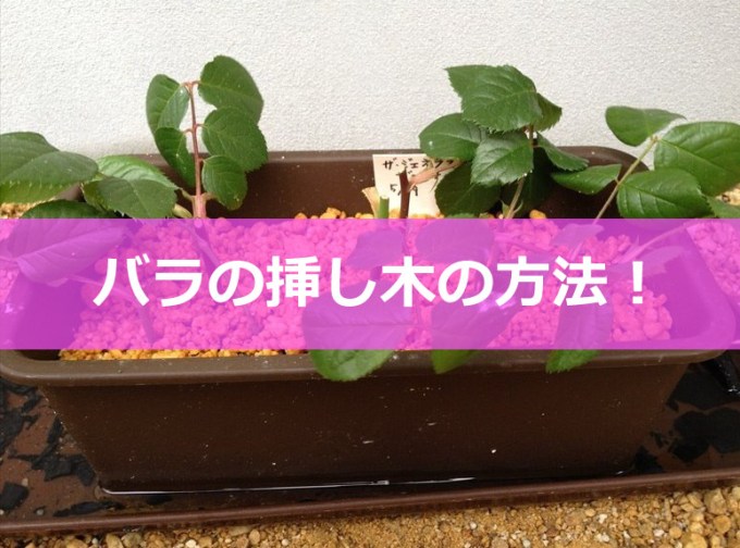 バラの挿し木！簡単な方法をわかりやすく！ - バラを楽しむオトメンパパの栽培日記