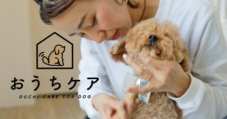 犬のグルーミングとは？犬種別におすすめの頻度を詳しく解説PETTENA