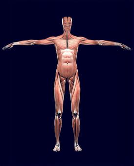 人体解剖図のイラスト素材 - PIXTA