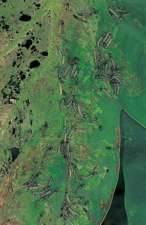 サトイモの葉につく害虫 セスヂスズメの幼虫 の写真素材82027981- PIXTA