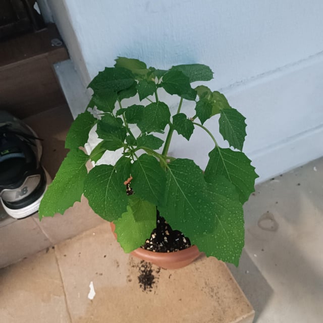 ダチュラ 美しい猛毒の実、部屋に飾りたいが、叶わぬ理由EGGSEED