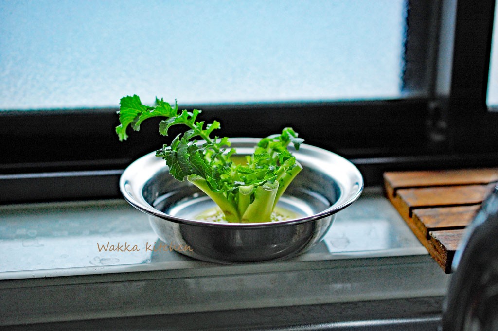 キッチン水栽培 大根葉の室内栽培の仕方Hydroponic der Rettichblätter