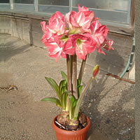 アマリリスの育て方・栽培方法植物図鑑みんなの趣味の園芸 NHK出版