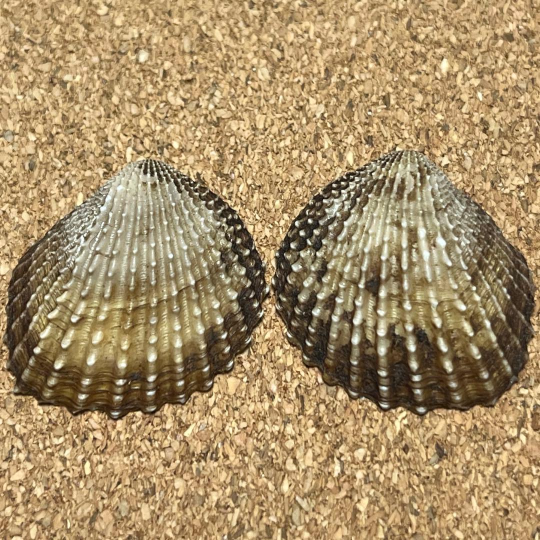 株 メノガイア 新卒採用ページKobe-shi Hyogo