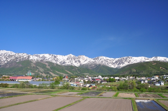 ダービーインパクトダビパク白毛馬生産方法・作り方攻略？白毛が産まれる確率とは？27,467頭中何頭か検証！ダビパク攻略凱旋門目指して