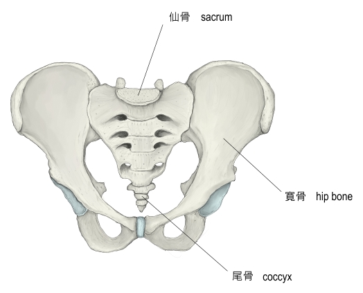 骨盤の重要性 ③女性と男性の骨盤の形の違いライフ・カイロプラクティックラボ スタッフブログ