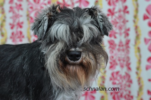 トリミング 顔バリ✂︎シャンプー前の荒刈り、シャンプー後の仕上げpoodle grooming