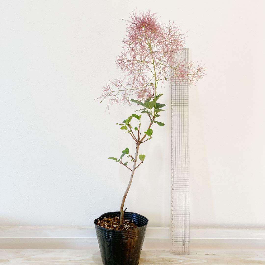 スモークツリー 苗木 ヤングレディ 13.5cmポット苗 3年生苗 スモークツリー 苗-スモークツリーなど苗の通信販売はぐりーんべりぃ