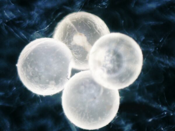 メダカの卵をカビから守って孵化率約2倍。特殊繊維を活用した産卵床