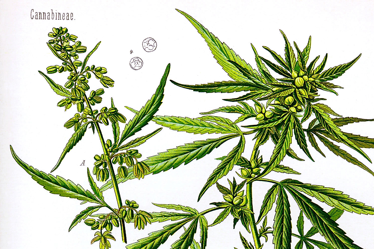 大麻由来の「CBDオイル」違法じゃないの？効果はある？健康上のリスクや副作用は？男のオフビジネスダイヤモンド・オンライン