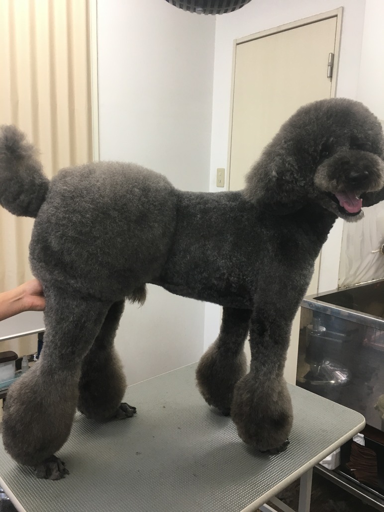 トリミング・カタログトリミングサロン パルフェ