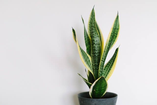 サンスベリアの正しい水やりの方法季節ごとの頻度とコツ。 - Sansevieria Life