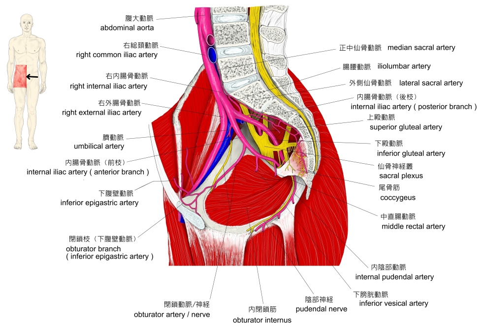 閉鎖動脈の前枝 - e-Anatomy - IMAIOS