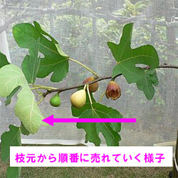 自宅栽培の果樹 剪定方法