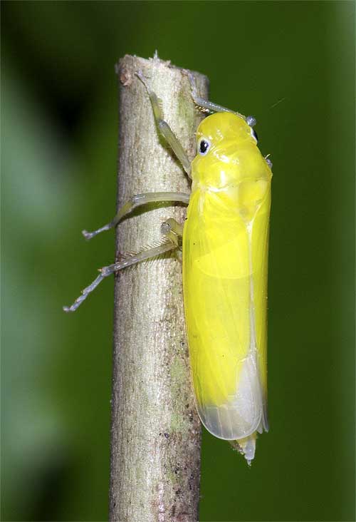 モモヒメヨコバイ防除へ 梅の害虫、和歌山県がチラシで協力呼びかけ：紀伊民報AGARA和歌山県のニュースサイト