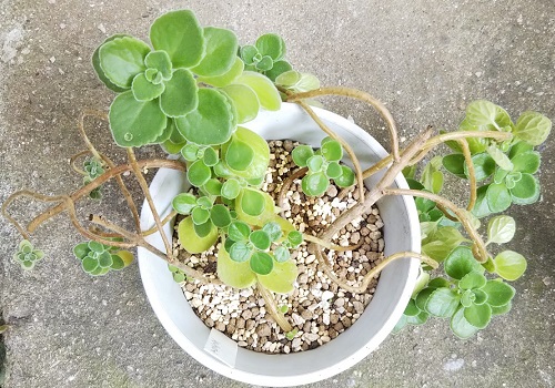 アロマティカスの栽培で一番生育が良かった培養土について教え 園芸相談Q＆Aみんなの趣味の園芸