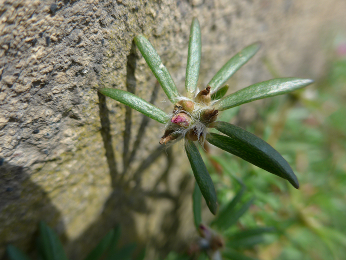 お花の写真集ヒメマツバボタン 姫松葉牡丹