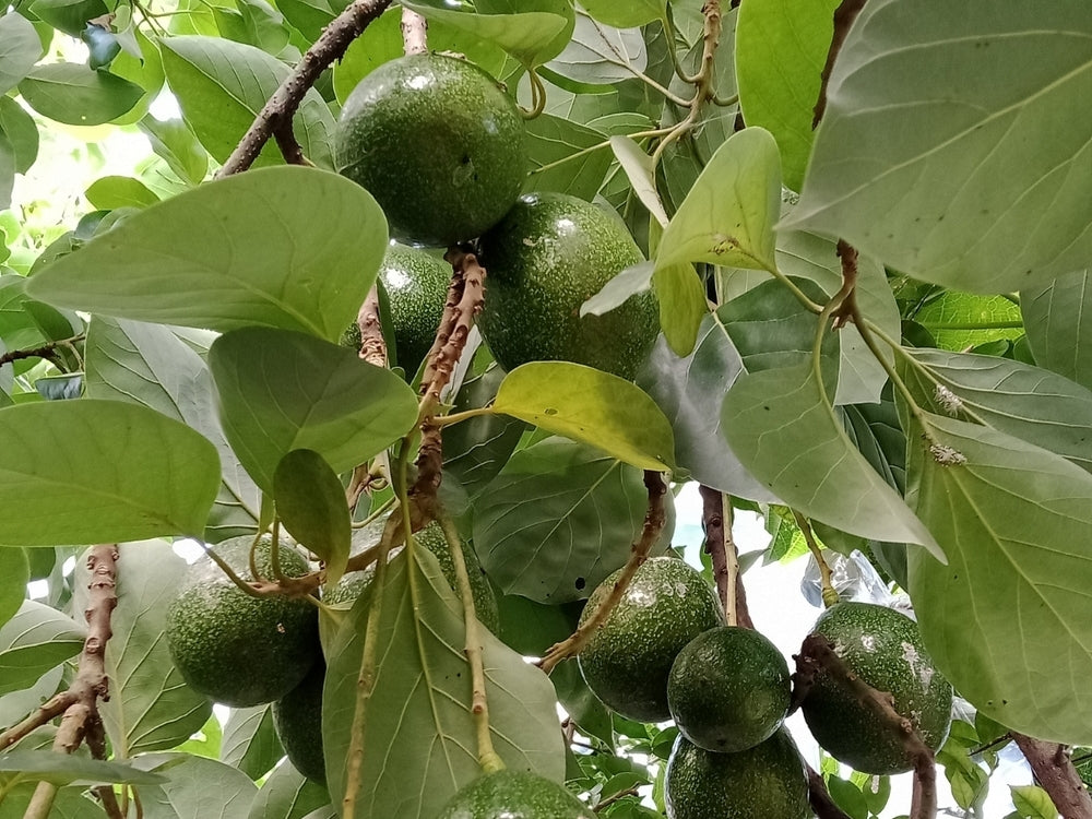 アボカドの栽培方法 3ヶ月の成長記録と育たない時の対処法わんぱくびより