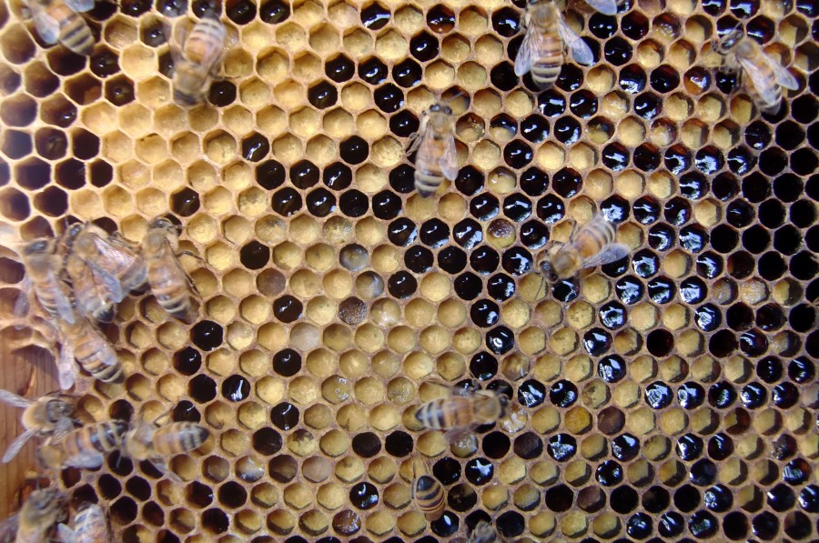 アシナガバチ女王蜂の生態を徹底分析！巣作りを防ぐ今すぐできる対策生活110番