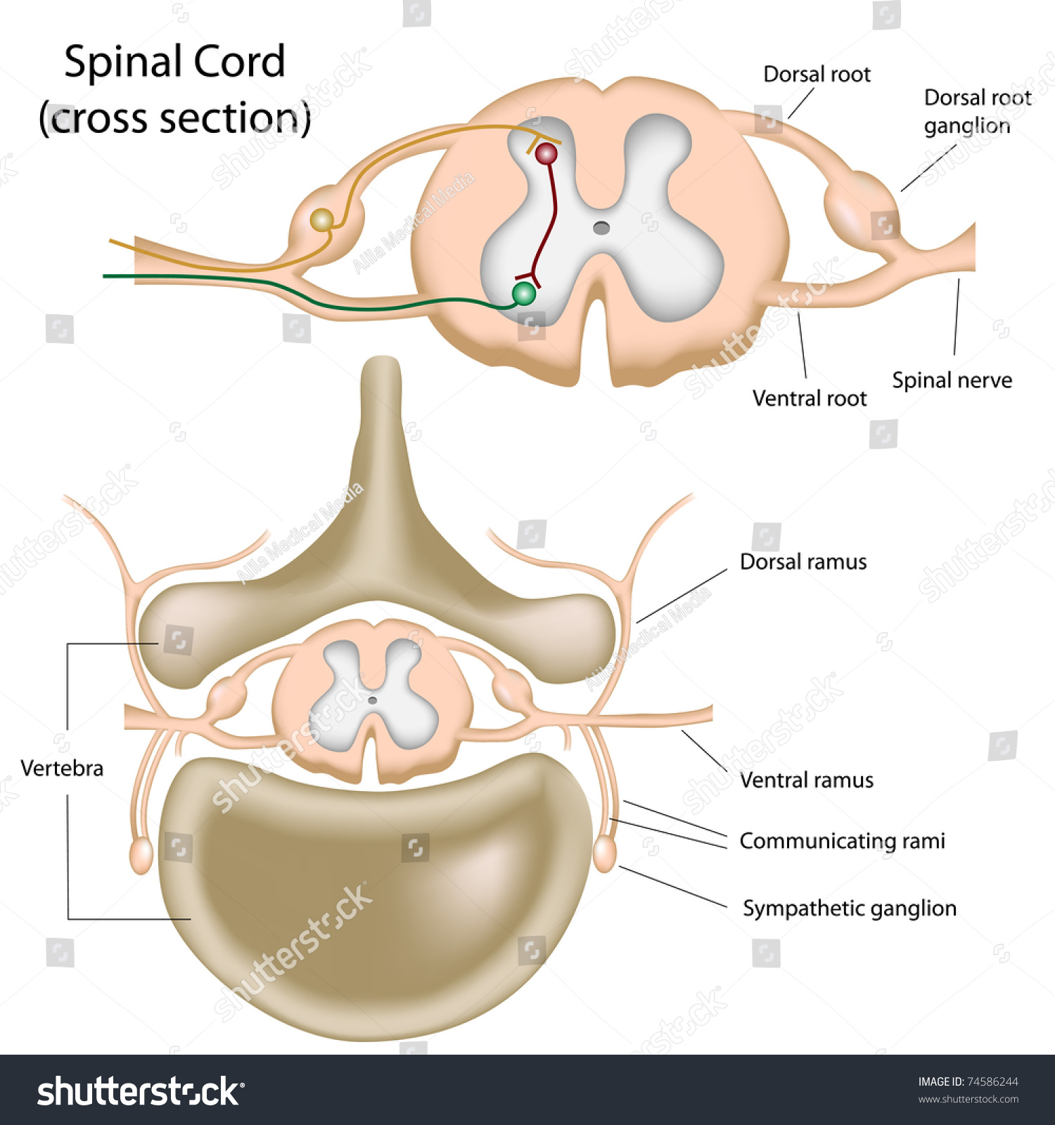 神経系 脊髄の構造 覚え方のコツ