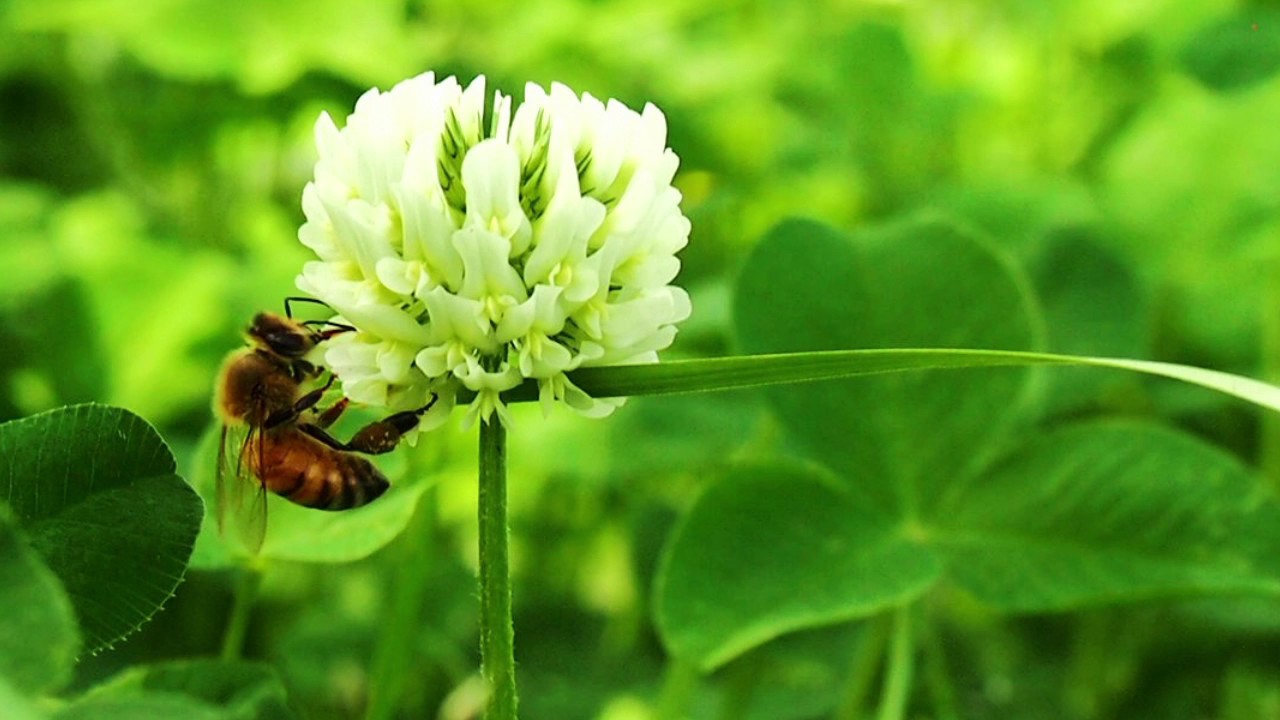 ミツバチの羽音聞こえますか？﻿, ﻿, 🐝🐝﻿, ﻿, キーキー鳴いているのはムクドリ﻿, ブルーベリーの花を食べちゃう天敵です﻿, ﻿,昨日はメジロを発見👁‍🗨﻿, あまりの美しい色合いに﻿, しばらく眺めていました。﻿, ﻿, 鳥や虫など天敵はたくさんいるけれど﻿,薬は使わず、美しい森の姿が好きなので﻿, 糸もネットも使用せず。﻿, 去年は烏にたくさん枝を折られてしまいましたが﻿,