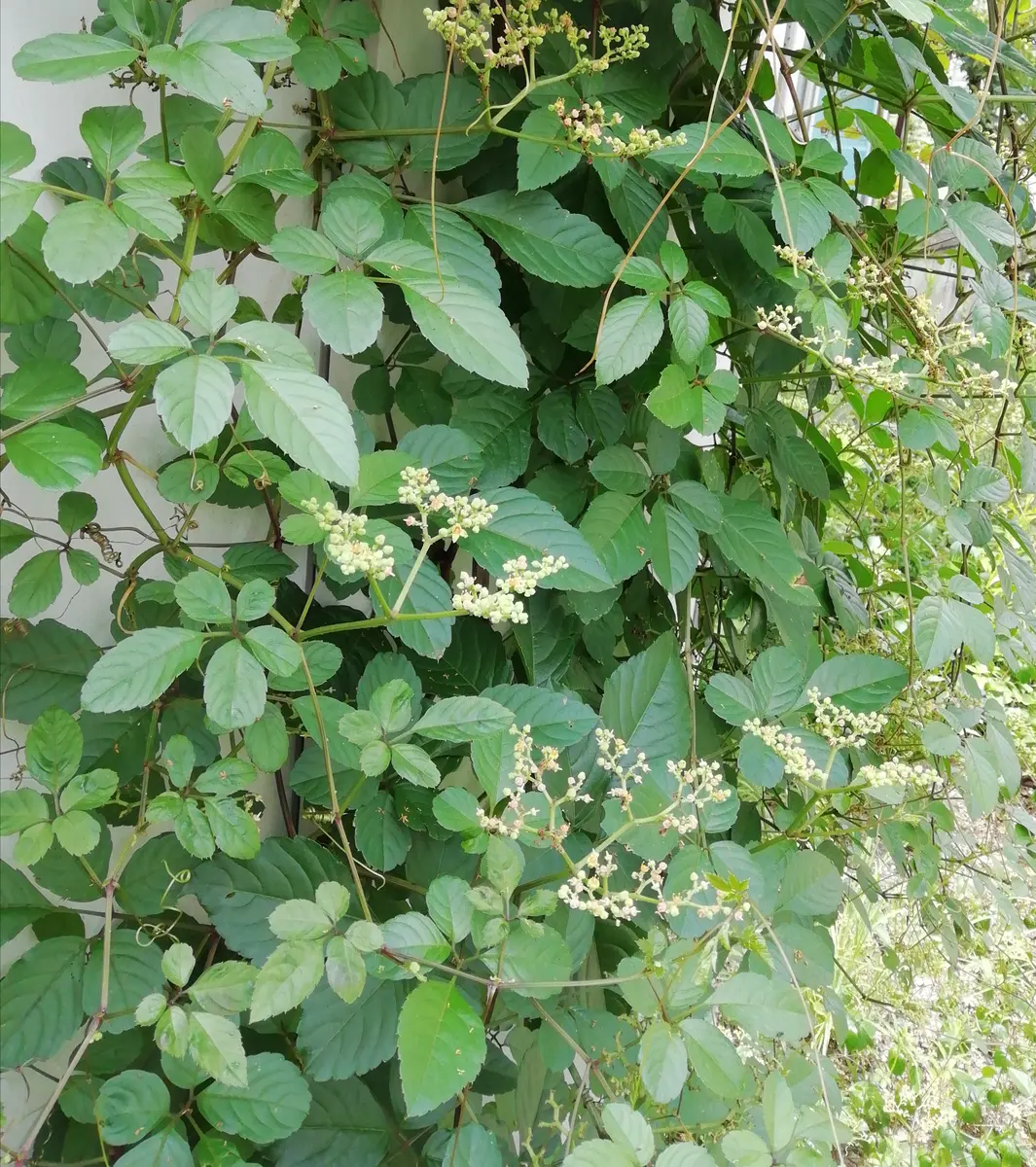 ヤブガラシの駆除方法は？生態や除草剤を使わない方法も解説します全国ガーデン情報サイト「お庭の窓口」