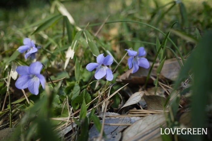 トレニア 夏スミレ の花言葉花の種類や開花時期、見頃の季節は？HORTI by GreenSnap