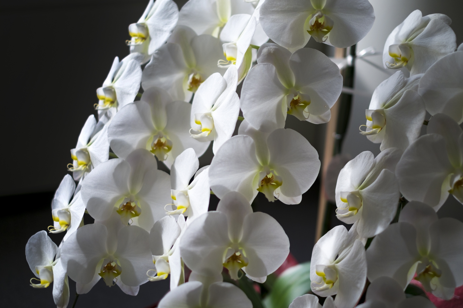 喪中はがき 胡蝶蘭Ⅱ 喪中通知・年賀欠礼状 日本ホールマークの喪中はがき – 日本ホールマーク公式オンラインストア