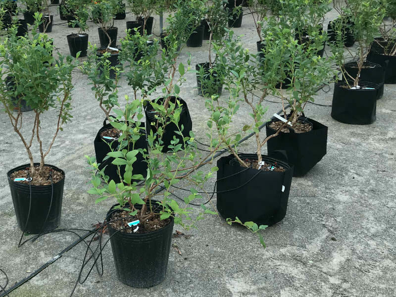 ブルーベリー栽培のための肥料マニュアル最適な施肥時期と方法 – 自然暮らし