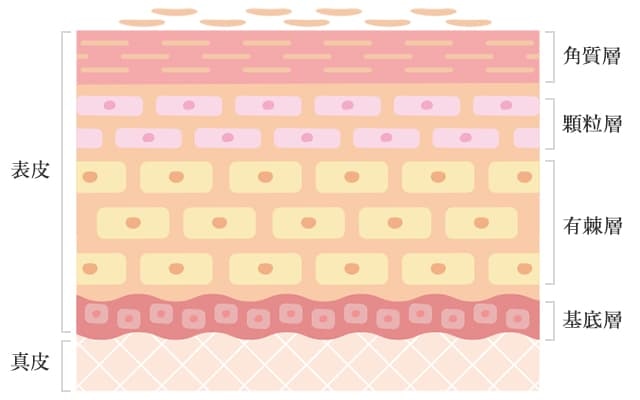 マークスアンドウェブが着目する成分 – MARKS&WEB