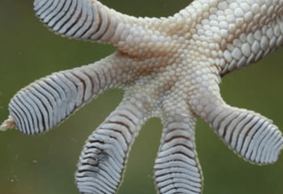 数々のハイテク装備を秘めたヤモリボディーを大公開！ 季節・暮らしの話題 2016年05月11日- 日本気象協会 tenki.jp