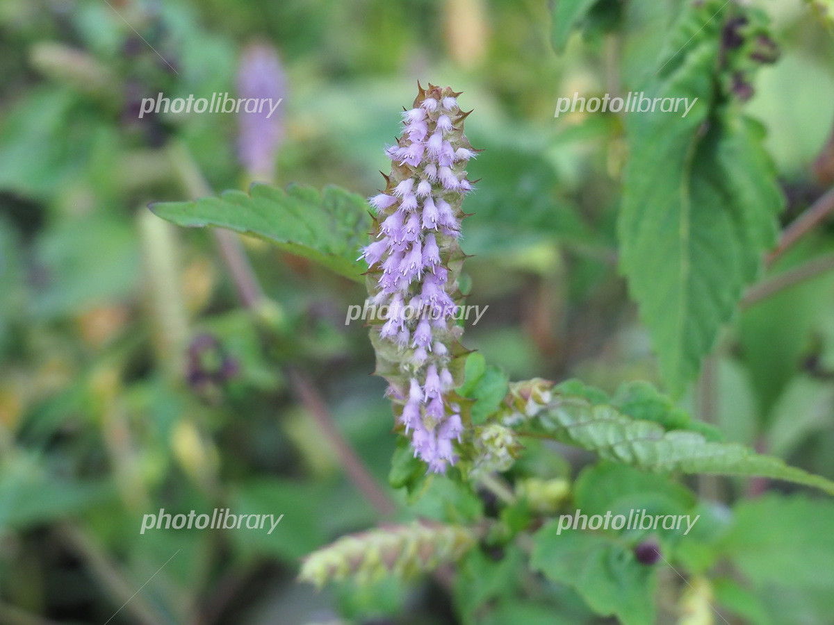 ナギナタコウジュ