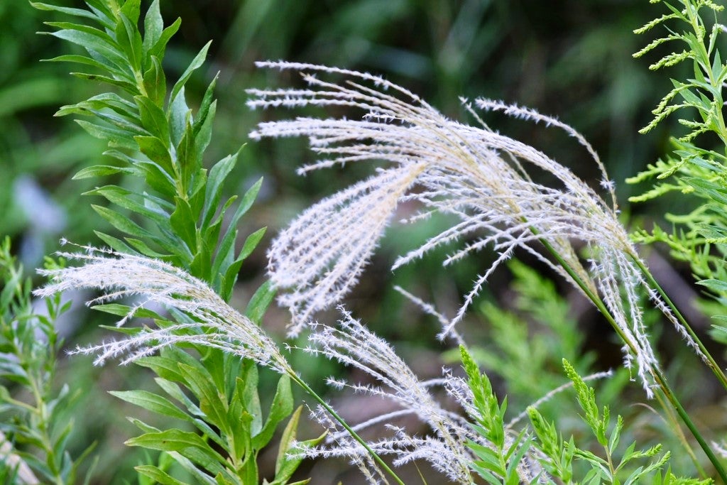 惚けるの読み方と意味、「とぼける」と「ほうける」正しいのは