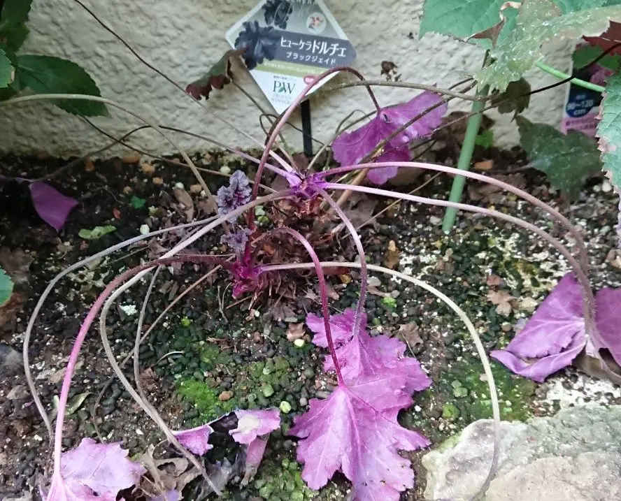 寄せ植えでも大活躍のカラーリーフ、ヒューケラの育て方・増やし方など詳しく解説GardenStoryガーデンストーリー